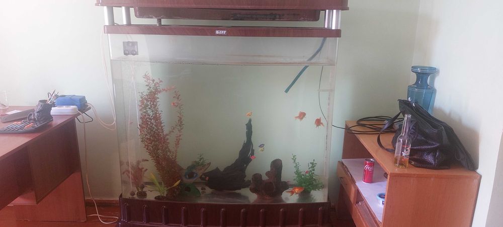 Prodayotsa pavlin semya i akvarium s ribami