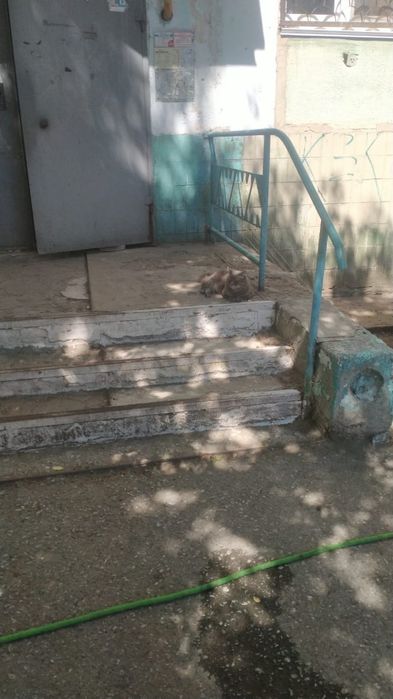 Пропал кот, в районе магазина Орбита