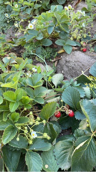 Саженцы клубники