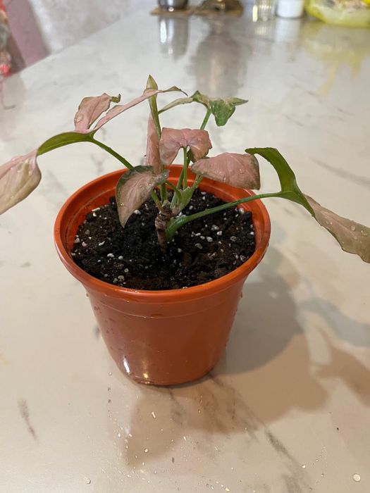 Продам цветы