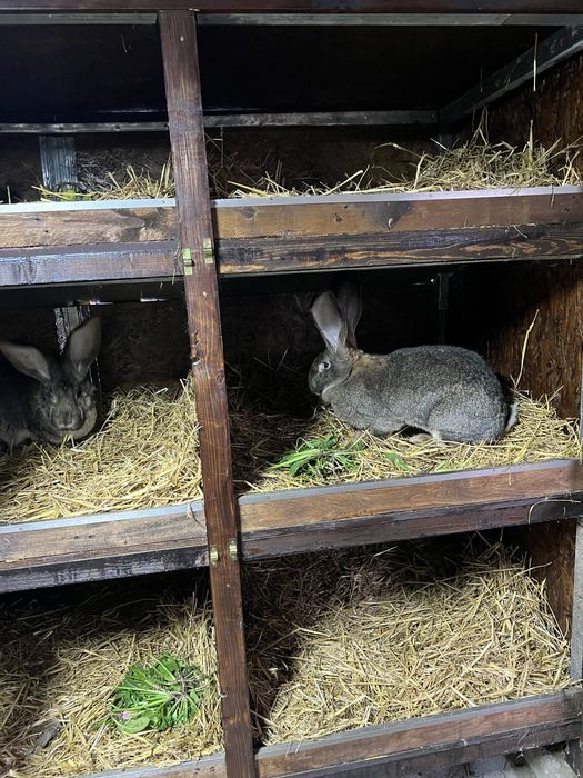 Iepuri pentru masa de sarbatori