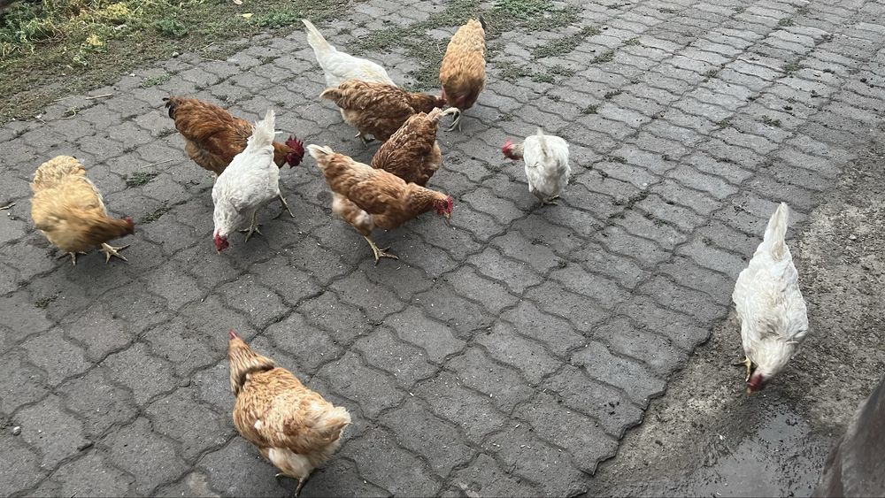 Продается Куры 11 шт и 1 петух