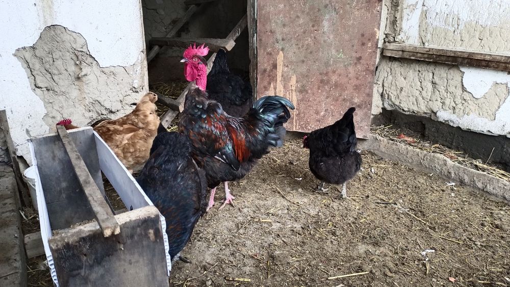 Инкубационные яйца