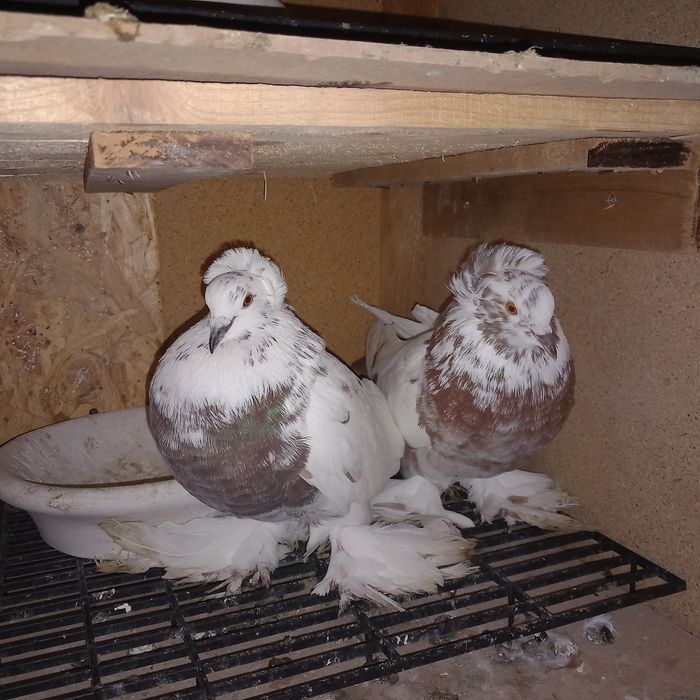 Porumbei uriasi maghiari 7 perechi