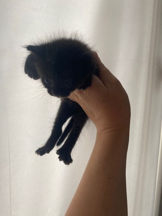 Отдам котят в хорошие руки