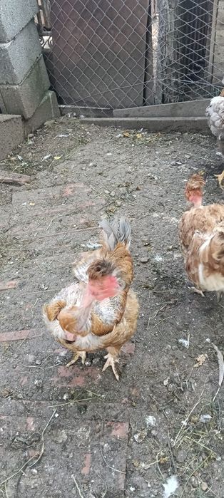 Vand gaini motate si gaini wiandotte