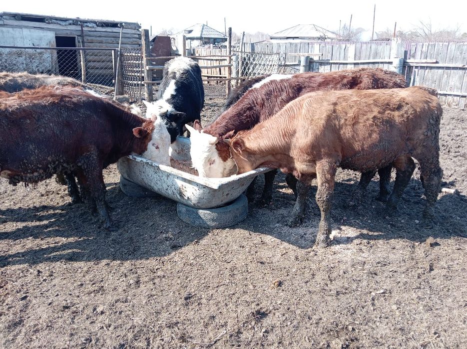 Продам бычки 600000