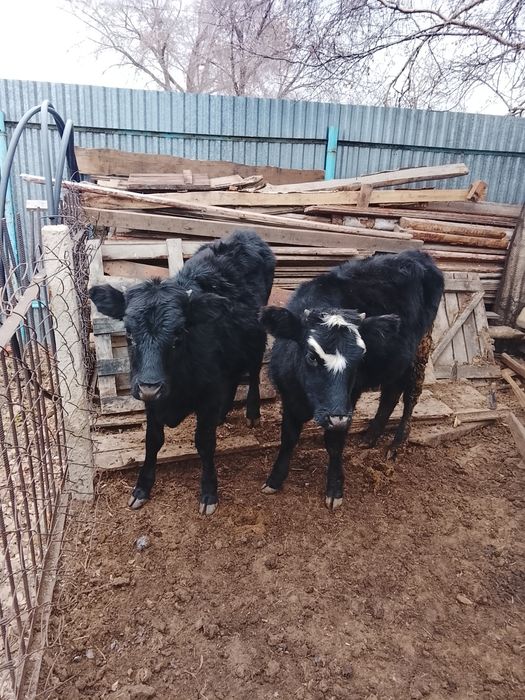 Продам тёлочек 2025 года