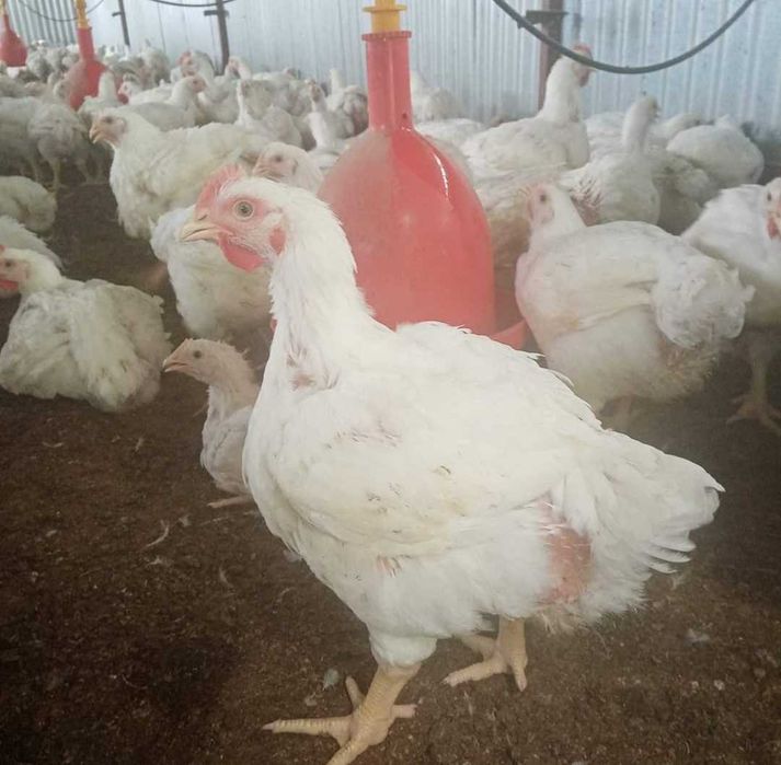 Pui rasă mixtă și de carne