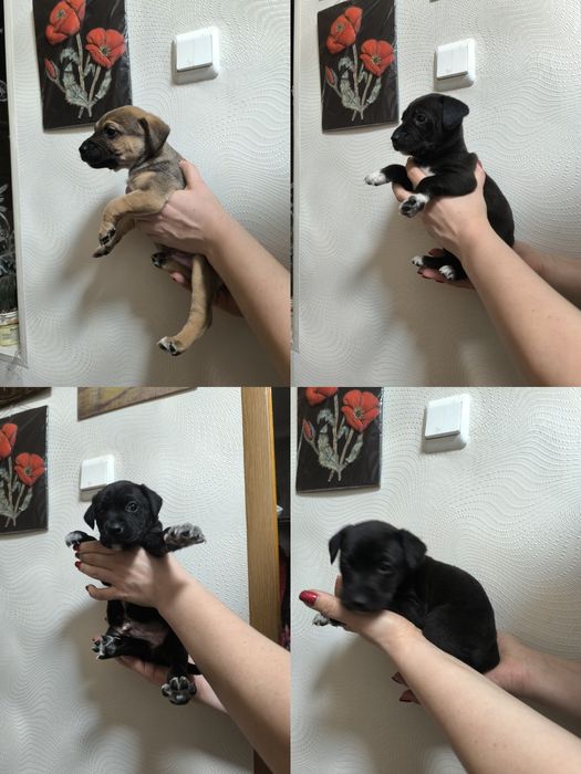 Шустряки подрастающие