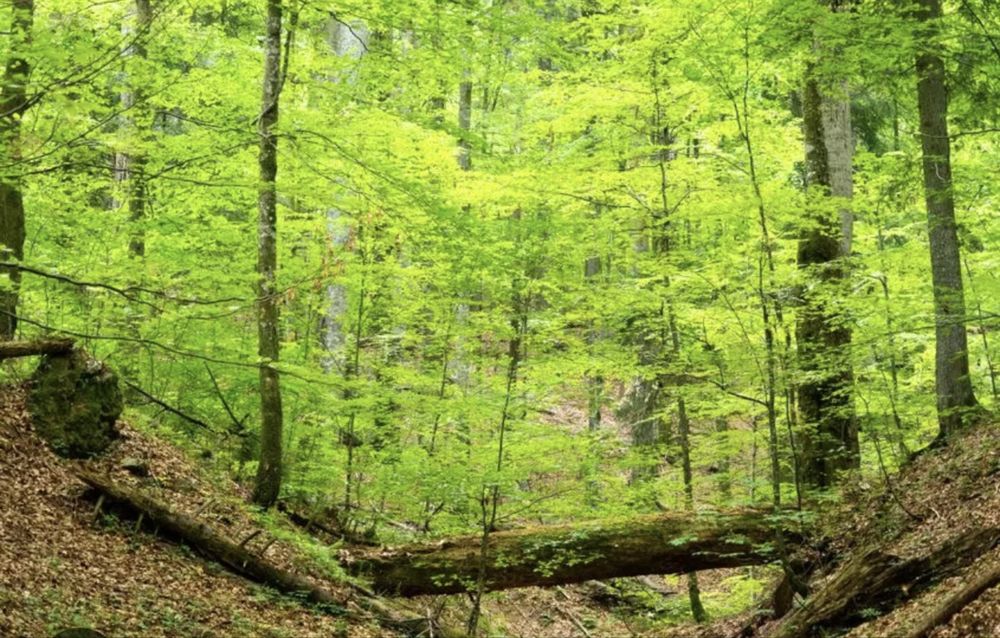 Teren Padure 14 hectare