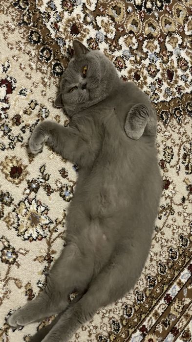 Отдам даром кошку