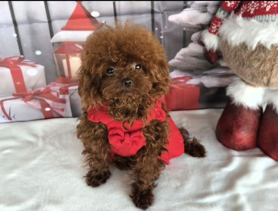 Пудел тийкъп с родосровие / Рооdle teacup