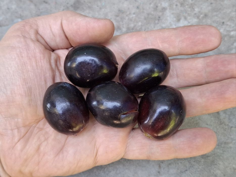 Саженцы винограда