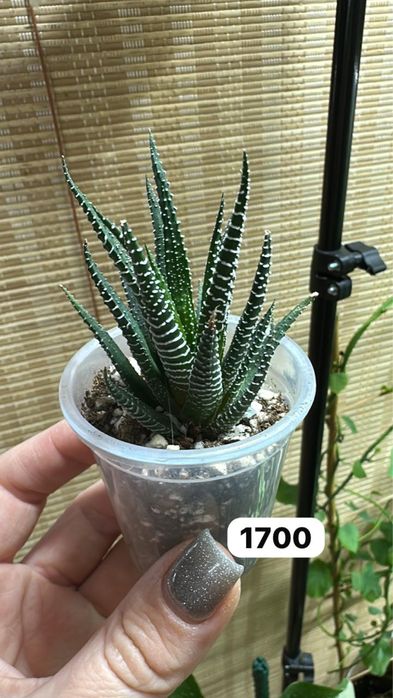 Комнатные растения