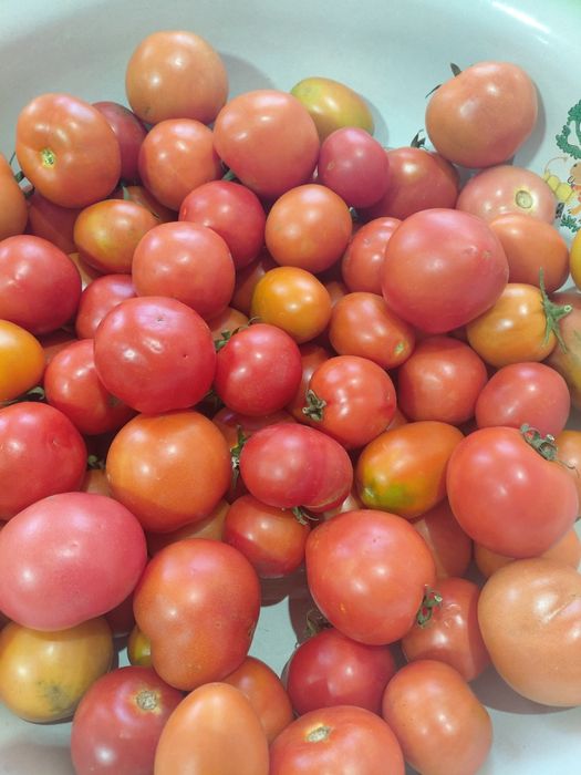 Продам помидоры домашние.