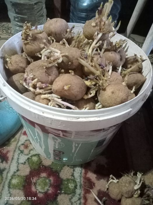 Картофель семенной
