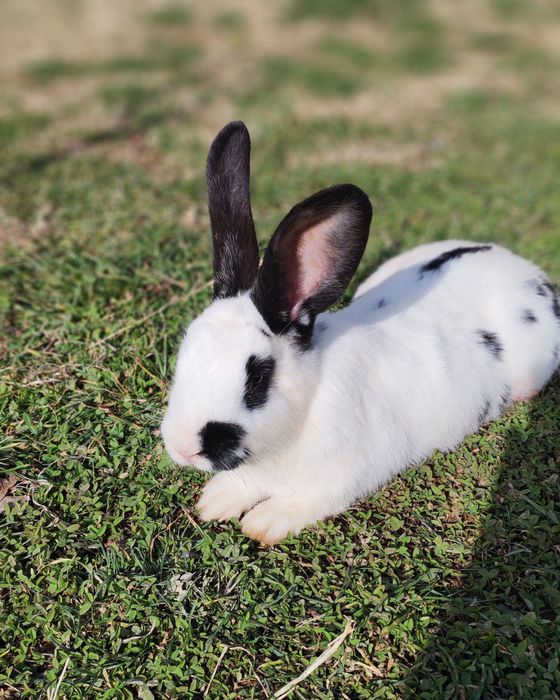 куён зотли тур кролик страгач