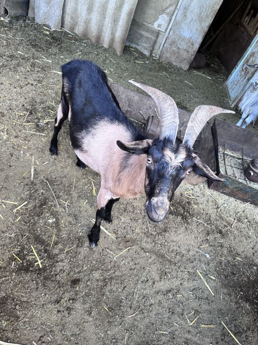 Пиакок альпи теке сатылады