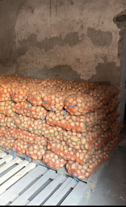 Cartofi de consum alb si rosu Carrera Bellarosa 55+