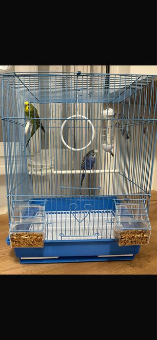 Продам попугаев мальчик и девочка