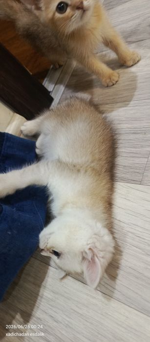 800 mingdan qiz bola