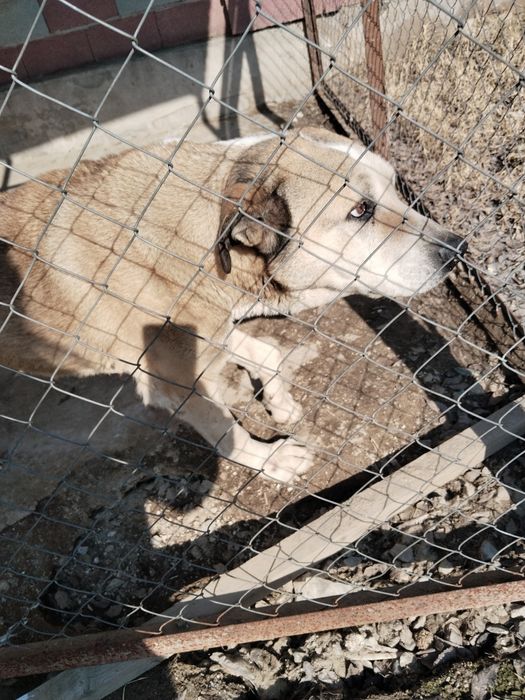 Отдам в хорошие руки.