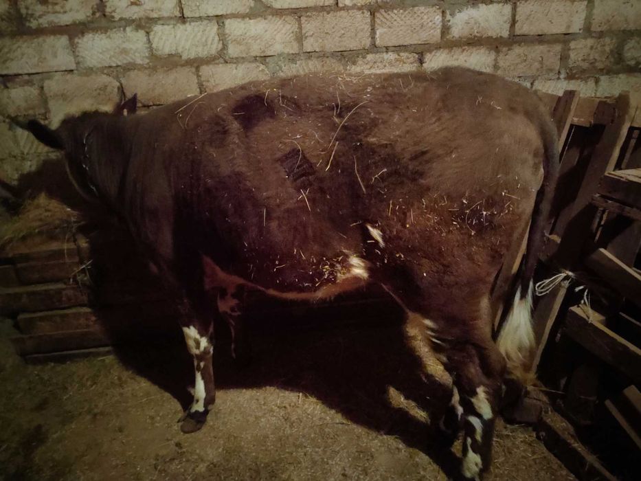 Продам КРС, две стальные телки и три полторашки