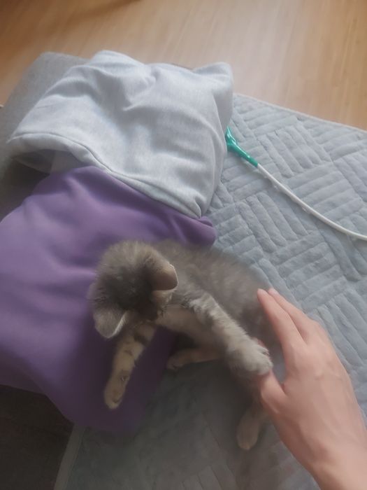 отдам котёнка в хорошие руки