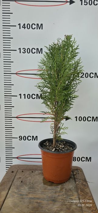 Туя ауреа нана кучатлари сотувда