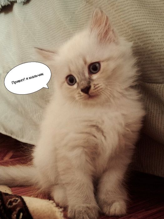 Котята бесплатно