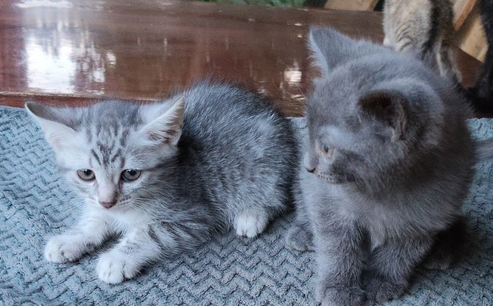 Отдам котят в хорошие руки