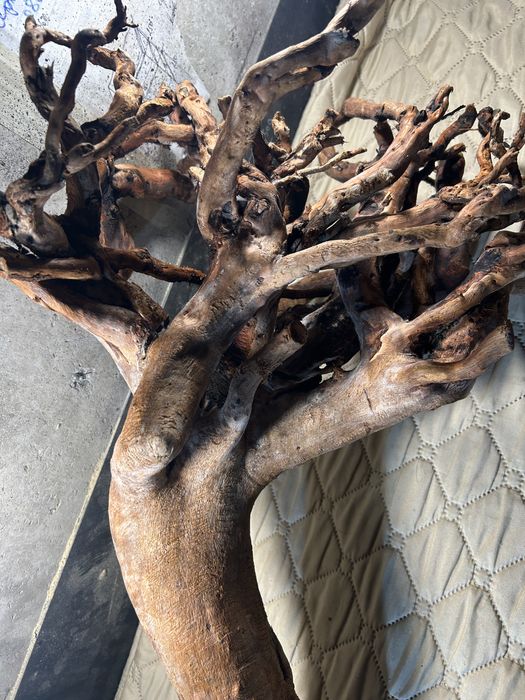 Корен от върба за аквариум обработен!