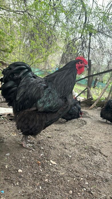 Инкубационные яйца