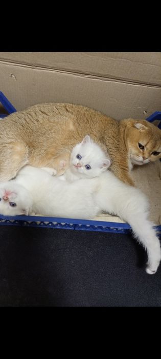 Чистокровные котята