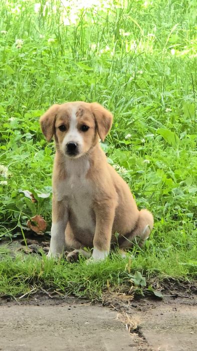 Donez 4  Catei talie medie Tinca Ursad Bihor