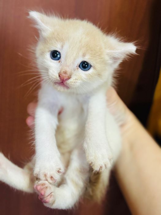 Отдам котенка ответсвенному человеку.