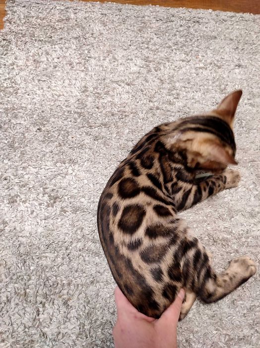 bengal cu pedigree,felisa autorizata