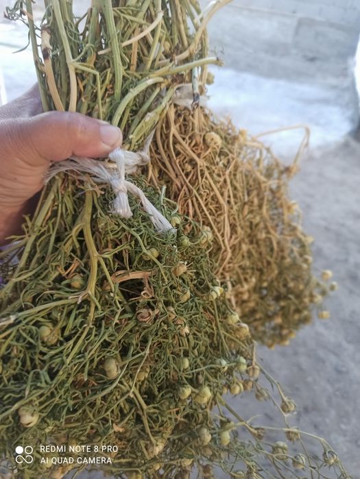 Шудың Адыраспаны .