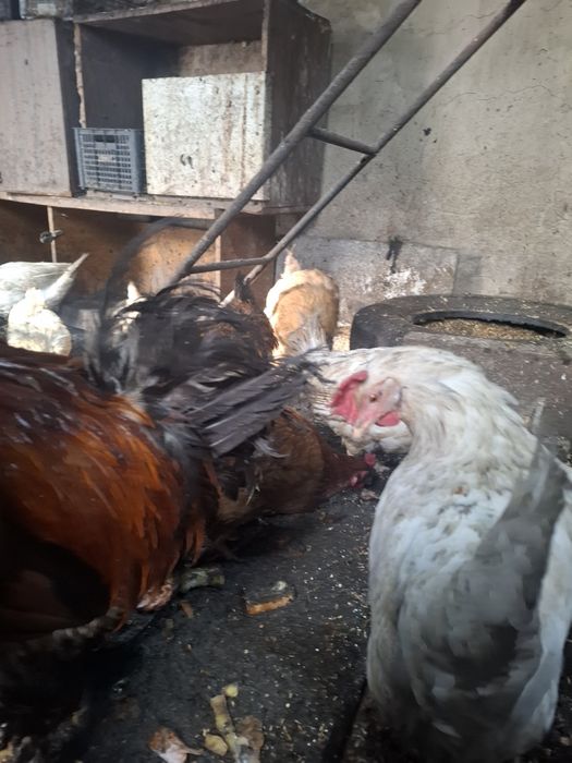 Продам курей и петухов