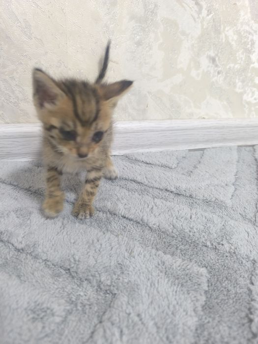 Котята девочки отдам бесплатно