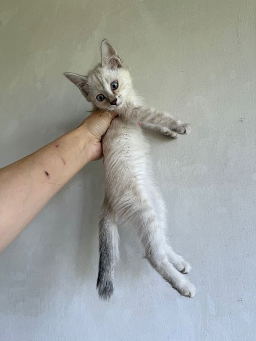 Котята в добрые руки. Ташкент