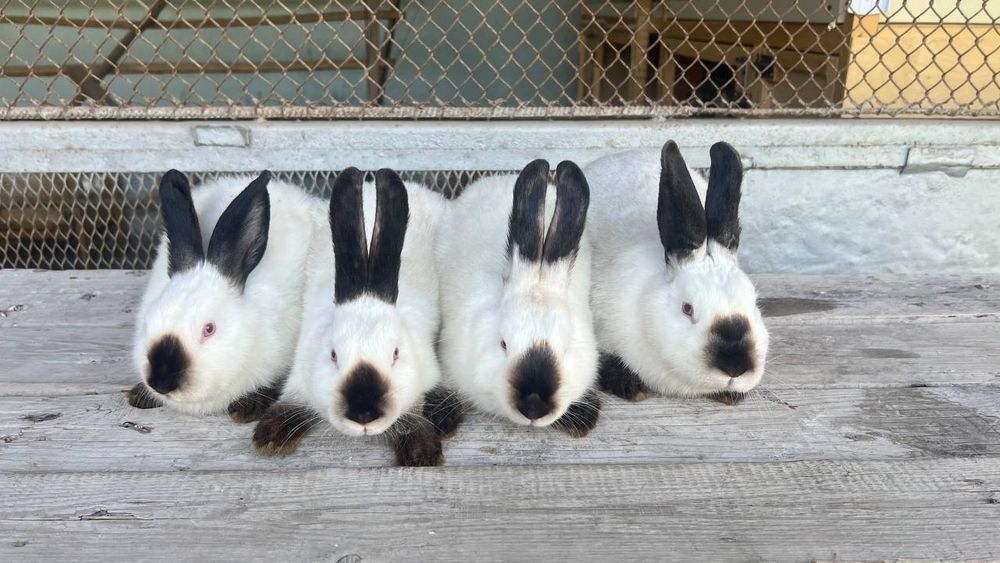 Kalif Kaliforniya qoshli Калифорния калиф кошли  кролик quy