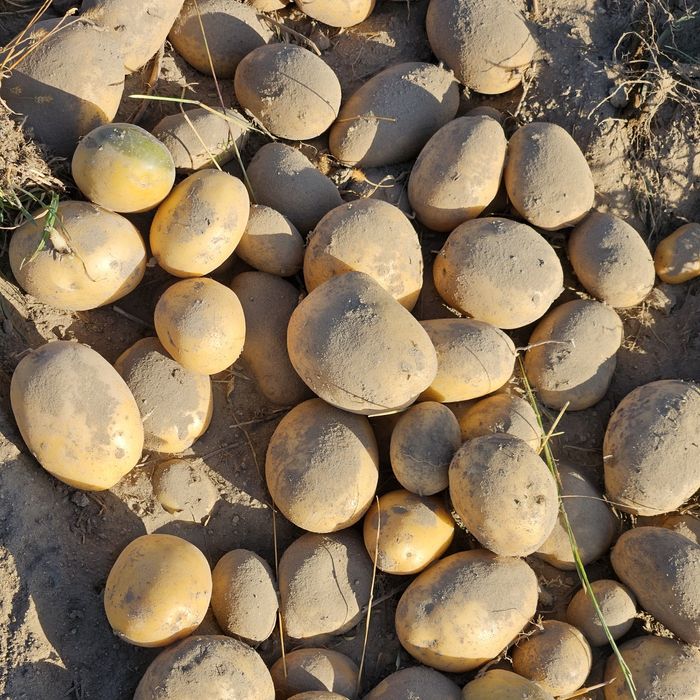 Vând Cartofi de samânța