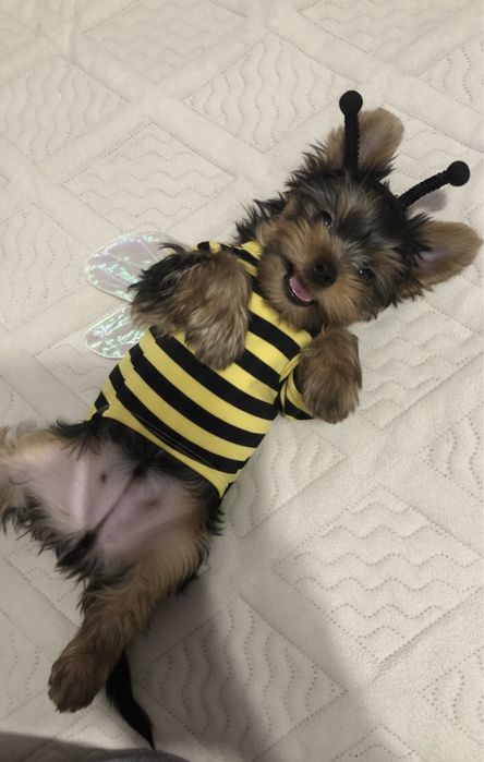 Йоркширский терьер в продаже