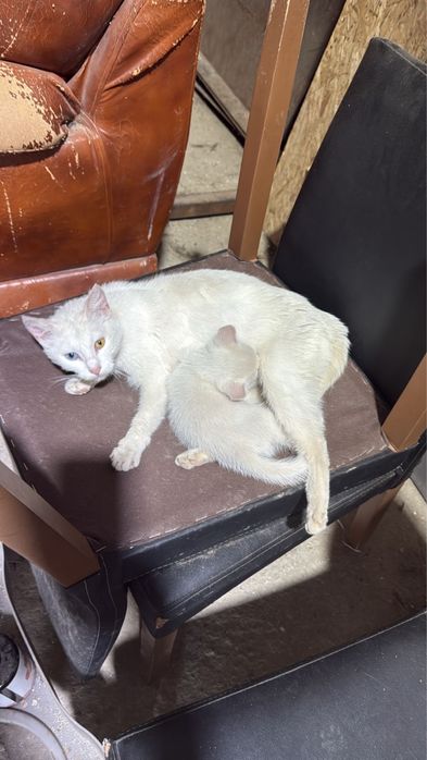 Отдам котят мальчиков в добрые руки