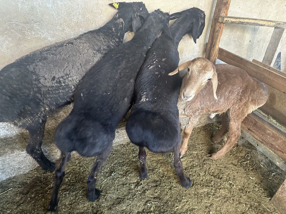 Қой сатылады, Тельман