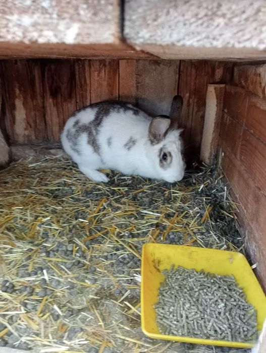 Iepuri și iepurași de vanzare