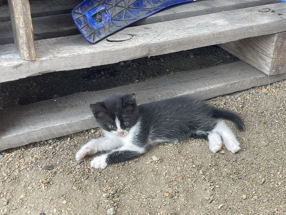 Отдам.  котята.в добрый