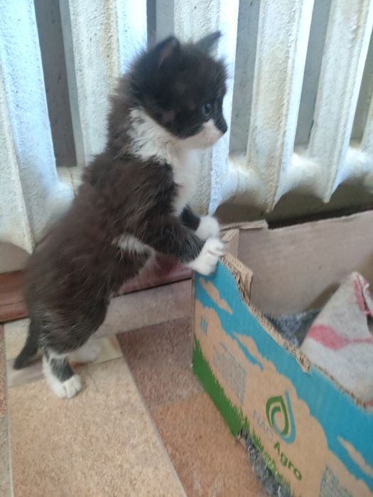 Дарим котят шустрых